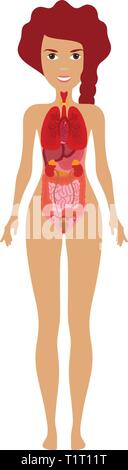 Menschliche Organe Abbildung. Menschlichen anatomischen Frau Silhouette mit Organen. Herz, Lunge, Magen, Darm, Nieren, Leber Abbildung. Stock Vektor