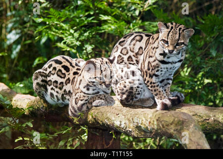 Ozelot (Felis pardalis), Paar auf einem Zweig, Costa Rica Stockfoto