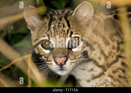 Ozelot (Felis pardalis), Porträt, Costa Rica Stockfoto