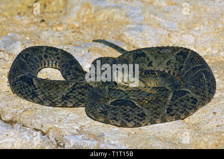 Terciopelo-Lanzenotter (Bothrops asper), auf einem Felsen, Costa Rica | Lancehead pitviper (Bothrops asper), auf einem rocj, Costa Rica Stockfoto