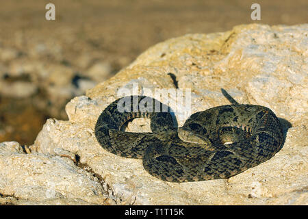 Terciopelo-Lanzenotter (Bothrops asper), auf einem Felsen, Costa Rica | Lancehead pitviper (Bothrops asper), auf einem rocj, Costa Rica Stockfoto