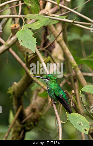 Grün - gekrönte Brillant (Heliodoxa jacula), auf einem Zweig, Costa Rica Stockfoto