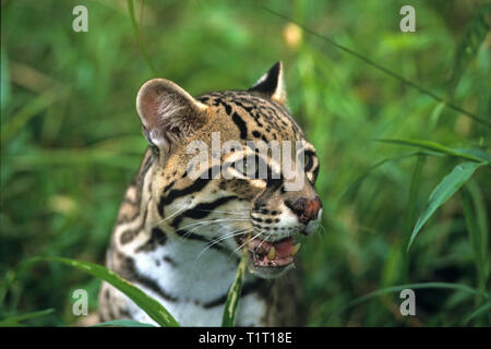 Ozelot (Felis pardalis), Porträt, Costa Rica Stockfoto