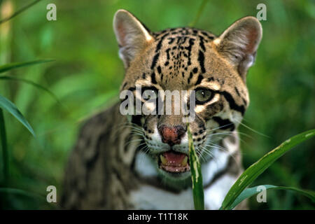 Ozelot (Felis pardalis), Porträt, Costa Rica Stockfoto