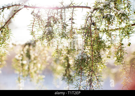 Finnland. Sonne scheint und Sekt durch die Tannen. Trail und Fußabdrücke auf Schnee im Wald. Blauer Schatten. Schöne Winterlandschaft. Stockfoto