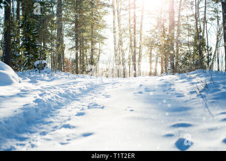 Finnland. Sonne scheint und Sekt durch die Tannen. Trail und Fußabdrücke auf Schnee im Wald. Blauer Schatten. Schöne Winterlandschaft. Stockfoto