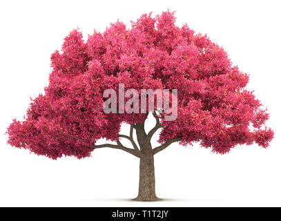 Cherry Blossom tree isoliert 3D-Darstellung Stockfoto