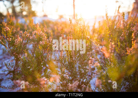 Hintergrund von Heather blühende Felder auf Felsen. In den späten Herbst Wald mit Schnee. Finnland, Helsinki. Close-up Stockfoto