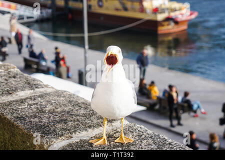 Makro einer lustige Möwe mit Mund weit geöffnet. Unscharfer Hintergrund. Stockfoto