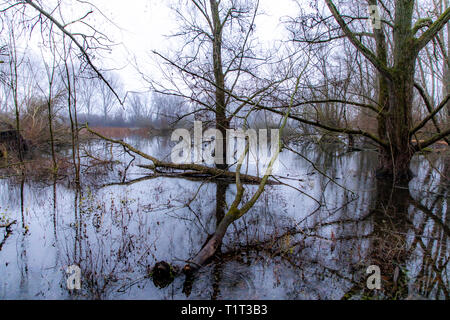 Das Naturschutzgebiet Bislicher Insel, in der Nähe von Xanten am Niederrhein, Deutschland Stockfoto