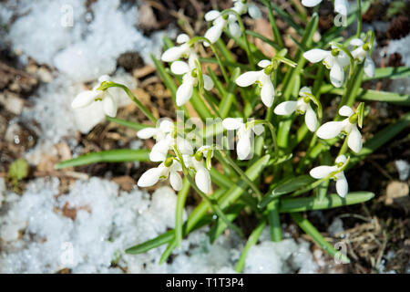 Schneeglöckchen wachsen auf dem Boden mit Frühling Schnee mit Wald bedeckt. Sonnigen Tag. Stockfoto