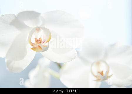 Weiße Orchideen auf Sonnenlicht, die grüne Knospe, eine neue Blüte, ein Schmetterling, Makro, Phalaenopsis, Doritis Kingidium, Grafia,,,, Kingiella Lesliea Synadena, S Stockfoto