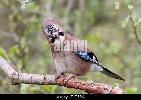 Schöne schüchtern Jay Bird Stockfoto