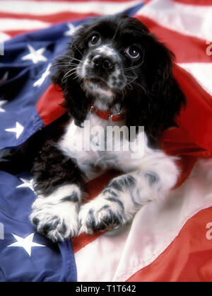 Cocker Spaniel Welpen in einem Korb mit amerikanischer Flagge Stockfoto