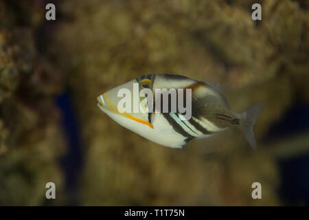 Lagune drückerfische Rhinecanthus aculeatus, auch bekannt als die Drückerfische Picasso Stacheldraht Aculeatus Stockfoto