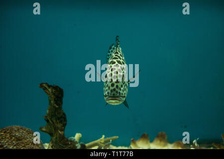 Harlekin Süßlippen, Plectorhinchus chaetodonoides im Aquarium von Vietnam Stockfoto