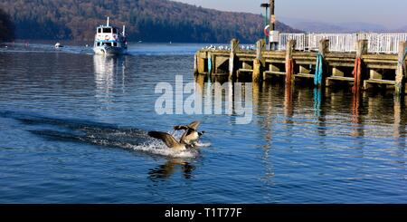 Kanadagans, Kanadagänse, Kanadische Gans, kanadische Gänse, Landung im Wasser Stockfoto