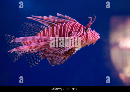 Lionfish-Zebra oder Zebrafisch, oder gestreifter Feuerfisch lat. Pterois volitans ist ein Fisch Stockfoto