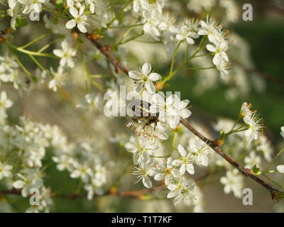 Rose Käfer auf Spring Blossom Stockfoto