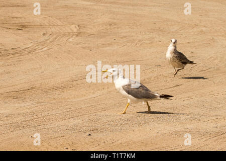Große Möwe in der Nähe des Strandes auf der Suche nach Essen, Seagull Stockfoto