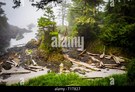 Wild Pacific Trail Ucluelet Vancouver Island Canada. An der Küstenlinie verwaschene Protokolle Stockfoto