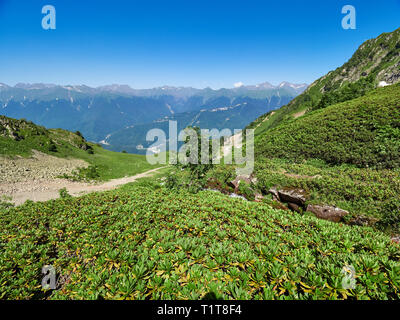 Berg und Tal mit Wohnhäusern, Blick aus der Höhe. Bergbach. Alpine Wiesen und Dickicht der Berg Rhododendron. Krasnaya Stockfoto