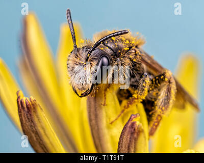 Eine einsame Biene zurück im April 2018 übernommen. Gefunden auf einem Löwenzahn Blume entlang des Flusses Stour in der Nähe von Whitemill in Dorset. Stockfoto