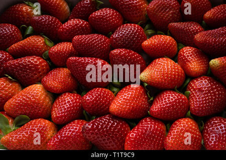 Hintergrund aus erntefrischen Erdbeeren Stockfoto