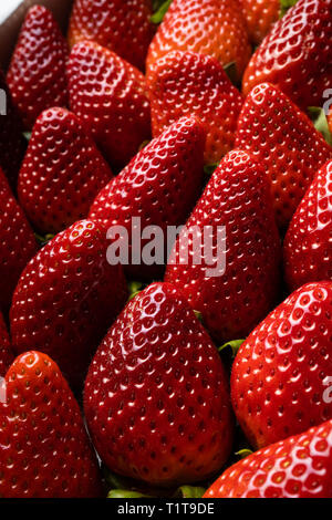 Hintergrund aus erntefrischen Erdbeeren Stockfoto