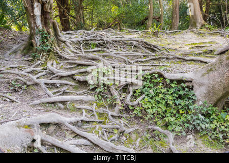 Freiliegende Wurzeln aus einem großen Baum über dem Boden herausragt. Stockfoto