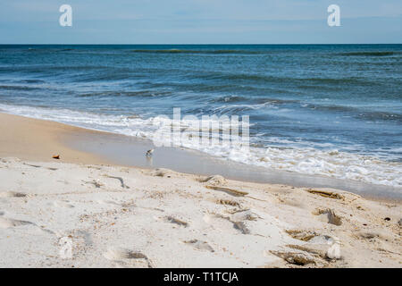 Die mit Blick auf Blick auf das Ufer in Perdido Key State Park, Florida Stockfoto