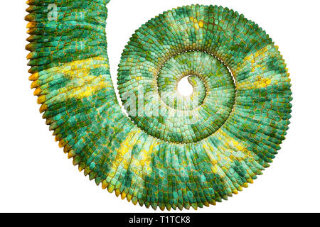 In der Nähe von einem schönen grünen bunte Chamaeleo calyptratus Schwanz Aufdecken der mathematischen Fibonacci Spirale auf schwarzem Hintergrund. Arten als Stockfoto