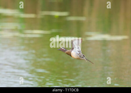 Natürliche männliche Krickente Ente (Anas querquedula) im Flug über Wasser Stockfoto