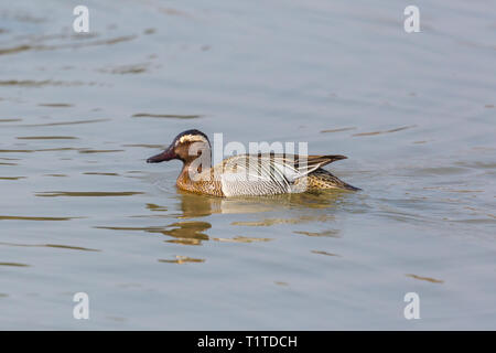 Seitenansicht Naturbad männlichen Krickente Ente (Anas querquedula) Stockfoto