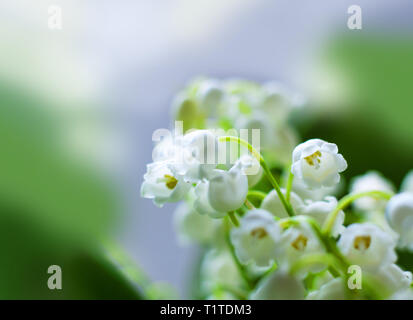 Zarte Hintergrund mit Frühling Blumen Lilien auf das Tal. Feder pastellfarbenen Hintergrund, ruhigen Farben. Ort Text einzufügen. Für Karte und Banner. Süße Stockfoto