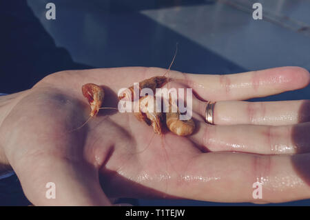 In der Nähe von frisch gefangen und dann gekocht winzige Garnelen in mans hand Stockfoto