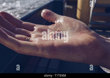 Nahaufnahme der Seestern in mans hand in Sonnenlicht Stockfoto