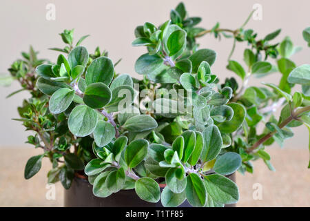 Thymian ist ein Mitglied der Gattung Thymus von aromatischen Mehrjährige immergrüne Kräuter. Stockfoto