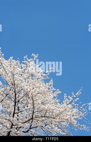 Blühender Kirschblütensakura-Baum und blauer Himmel. Frühling. Stockfoto