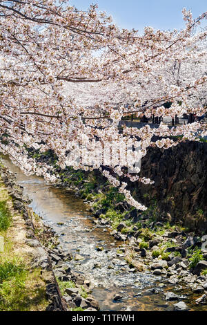 Blühende Kirschblüten-Sakura-Bäume am Ufer des Yamazaki-Flusses. Frühling in Nagoya, Japan. Stockfoto