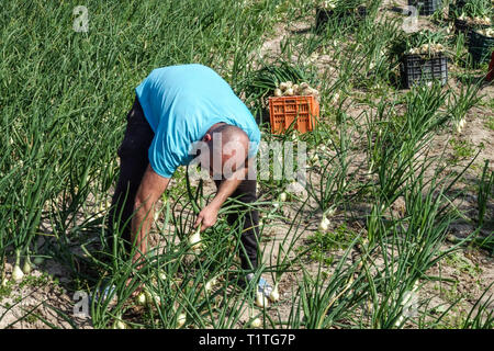 Ernten Sie Zwiebeln in der Region Albufera und verkaufen sie später in Valencia, Spanien huerta harte Arbeit Zwiebelernte Mann männlich eine Person allein Saisonarbeit Stockfoto