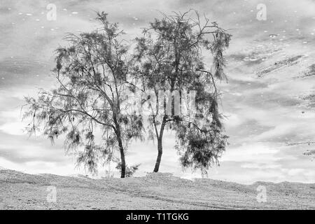 Baum spiegelt sich auf der Pfütze Stockfoto