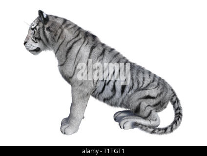 3D-Rendering von einem weißen Tiger auf weißem Hintergrund Stockfoto