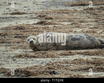 Eine einzelne kegelrobbe Halichoerus grypus liegen unter den Algen an der Küste von Norfolk Stockfoto