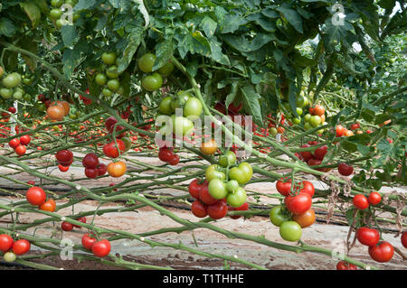 Anbau von Tomaten im Gewächshaus Stockfoto