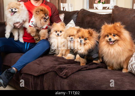 Sechs niedlichen Pomeranian Welpen Hunde auf dem Bett mit ihrem Besitzer posieren. Personen und Haustiere Konzept. Stockfoto