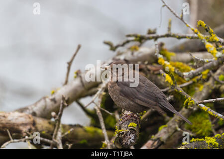 Natürliche weibliche Amsel (Turdus merula) sitzen im Schnitt Zweige auf dem Boden Stockfoto