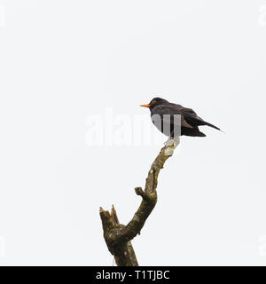 Natürliche männliche Amsel (Turdus merula) singen von tree branch Stockfoto