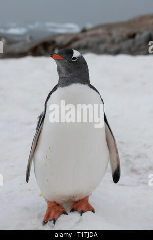 Der Antarktis. Petermann Island. Gentoo Pinguin (WILD: Pygoscelis papua) Stockfoto