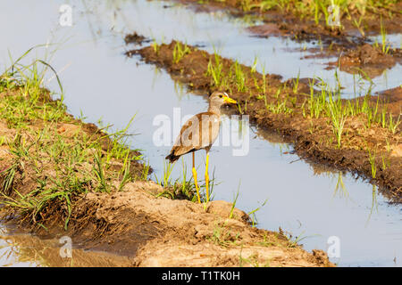 Afrikanische Gelbstirn-blatthühnchen Kiebitz am Wasser in einem Feuchtgebiet Stockfoto